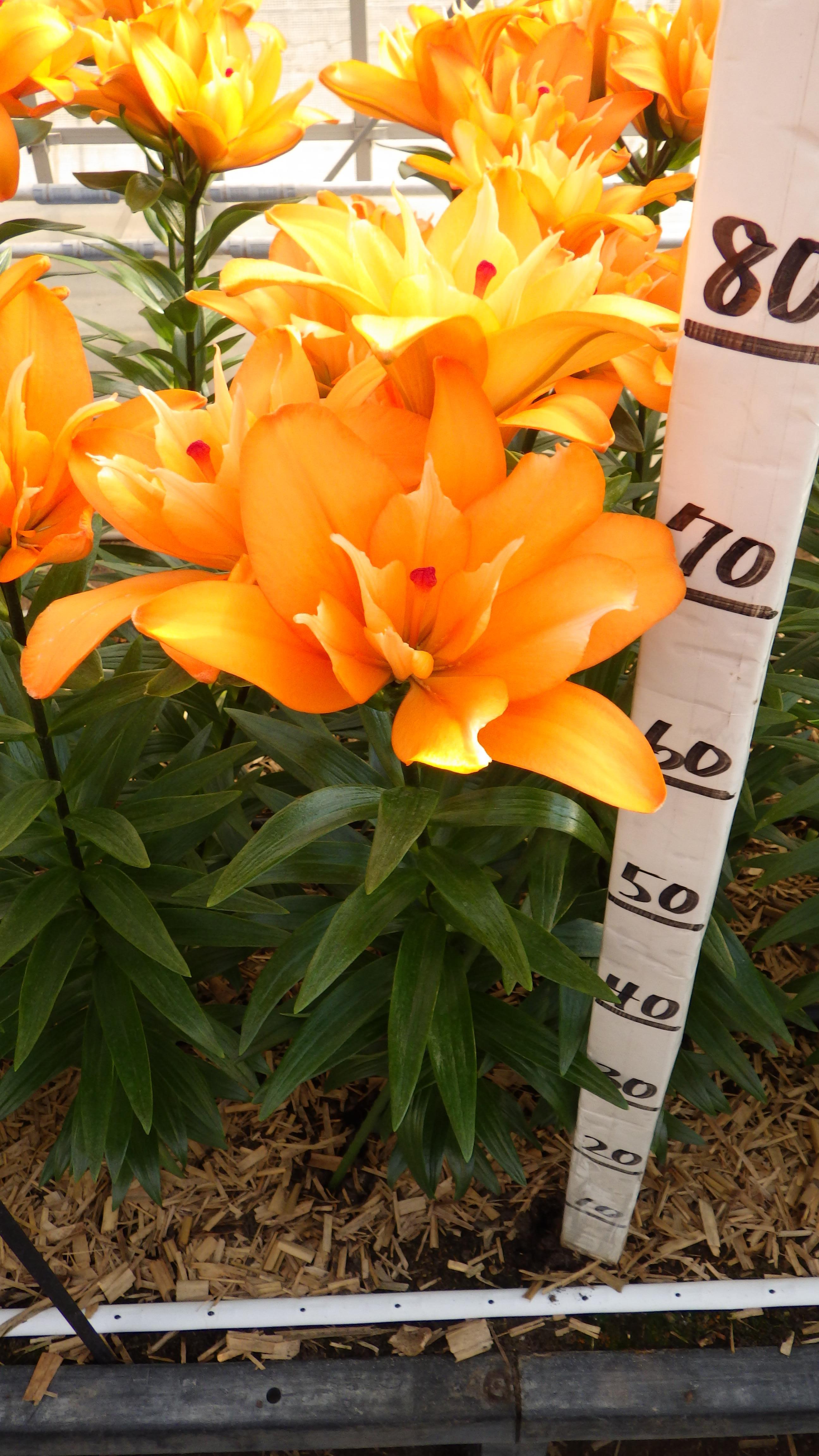 フライボール(花粉無し)(BFﾒﾛﾃﾞｨ)